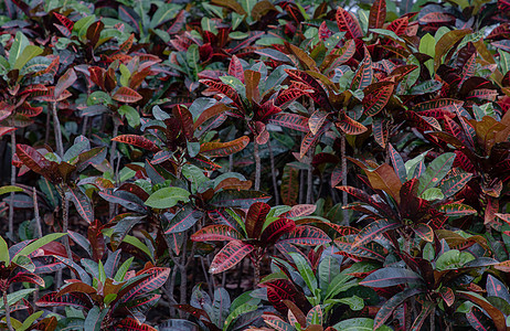 五颜六色的巴豆叶背景 热带公园巴豆植物的美丽自然背景衬套情调植物学叶子墙纸花园季节热带植物环境图片