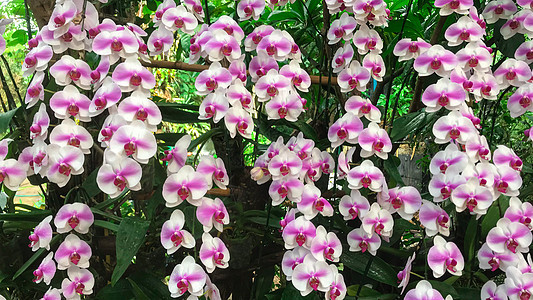 白兰花在花园里 在冬天的花朵中花瓣紫色兰花异国绿色粉色热带植物群白色情调图片