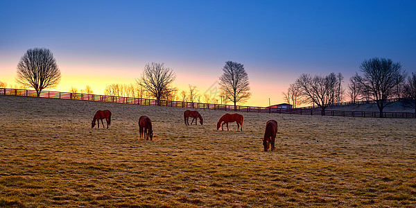 在日出时在田地里放牧的 枯萎的马匹图片