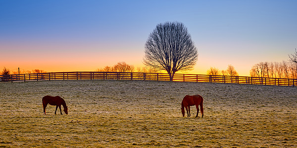 两匹纯种的马 在日出时在田里放牧图片