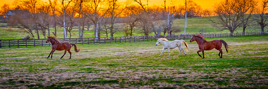 日落时有三匹马在田里跑旅游草地旅行农场马术树木栅栏良种蓝色牧场图片