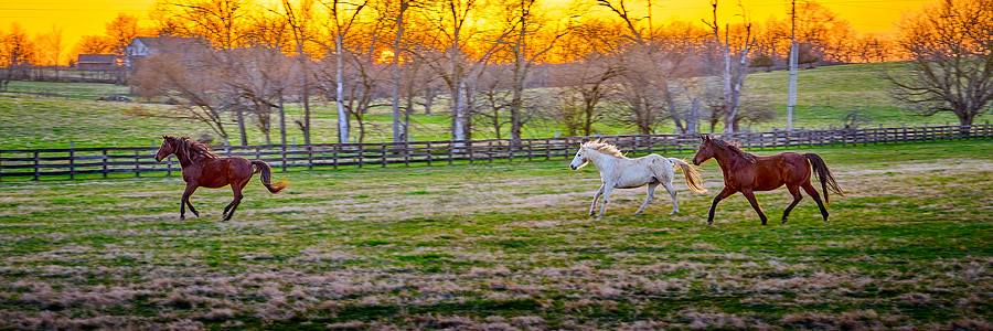 日落时有三匹马在田里跑旅游农场良种跑步马场场地栅栏树木草地太阳图片