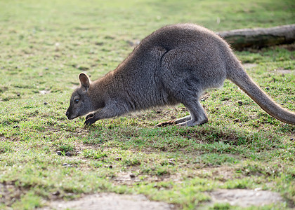 动物园草地上的灰色袋鼠婴儿哺乳动物尾巴棕色绿色野生动物荒野小袋小袋鼠毛皮图片