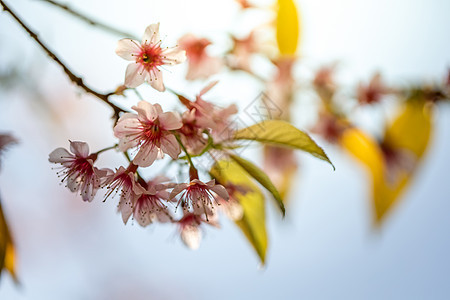 泰国清迈的樱花花花朵开花花园土井樱花蓝色花瓣寺庙公园痤疮季节木头图片