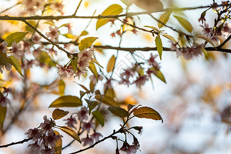 泰国清迈的樱花花花朵开花传奇蜡质季节痤疮樱花蓝色土井场景天空寺庙图片