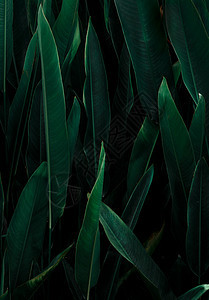 热带叶子大叶子抽象绿色纹理自然背景情调树叶艺术丛林墙纸植物森林环境植物学绿叶图片