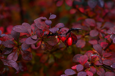 特写红色秋天伯贝里斯树叶和浆果衬套季节紫色叶子植物灌木植物学图片