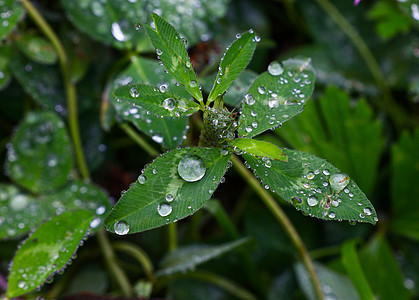 绿树叶上的雨或露珠落下季节树叶绿色雨滴图片