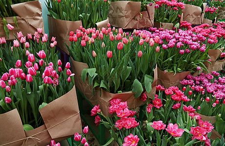 在温室里贴近郁金香花展示零售收成展览生长花束生产市场棕色销售图片