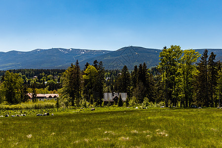 Karkonosze巨山全景 在的树木上方公园踪迹远足风景顶峰游客旅行森林高山旅游图片