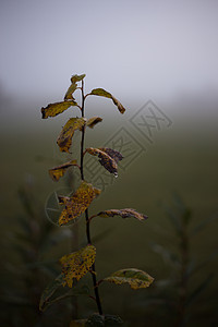 秋天清晨 黑暗和悲伤的照片 树枝有叶子和雾雾草地图片