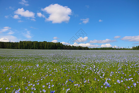 阳光灿烂的夏日 蓝色松绑田图片