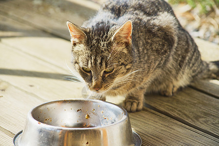 家用猫食晶须动物荒野食物警报太阳眼睛舌头成人猫食图片
