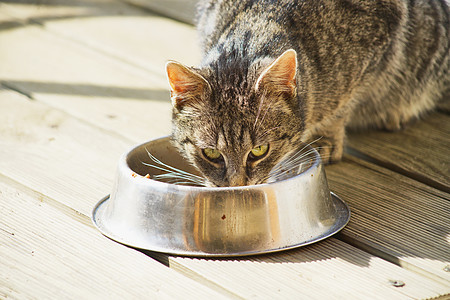 家用猫食花园哺乳动物爪子盘子晶须猫食宠物舌头毛皮小猫图片