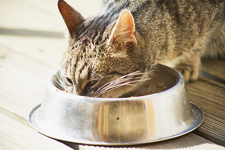 家用猫食哺乳动物舌头探索爪子食物毛皮眼睛成人小猫猫科图片