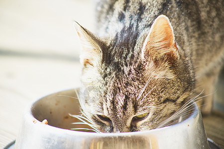 家用猫食警报舌头猫食盘子探索太阳宠物小狗虎斑花园图片