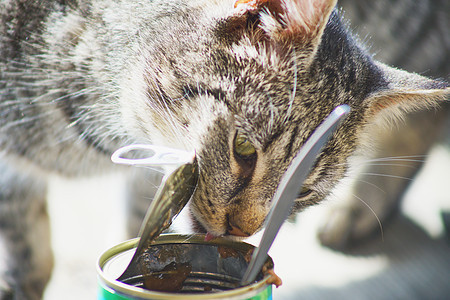 家用猫食盘子哺乳动物动物舌头太阳成人猫科虎斑猫食毛皮图片