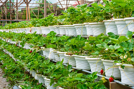 马来西亚草莓农场的肥料架子和灌溉系统叶子季节收获收成种植园农业水果园艺农田栽培图片