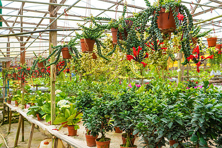 工厂农场 温室店 有不同的工厂和工厂销售园艺店铺市场花盆种植园商业花园植物学植物图片