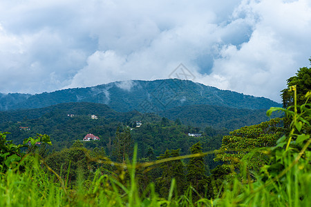 亚洲茂密山林的自然景观图片