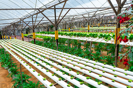 蔬菜产业用于种植带灌溉系统的沙拉的现代温室 植物生长产业规模农田农业农场种植园场地食物园艺环境蔬菜收成背景