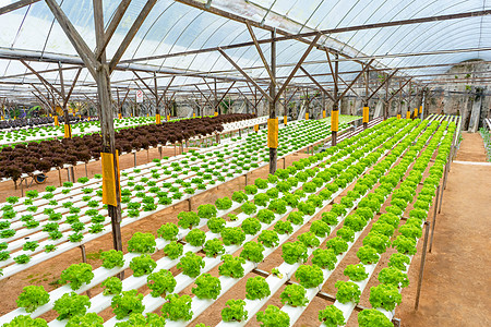 用于种植带灌溉系统的沙拉的现代温室 植物生长产业规模苗圃生产种植园园艺营养饮食技术环境栽培叶子背景图片