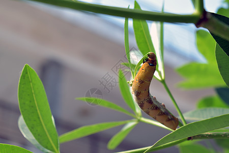 毛虫 大黄蠕虫 绿叶背景的巨型绿蠕虫图片