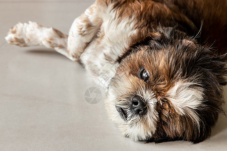 有趣的Shih Tzu狗睡在家里的地板上放松狗屎孩子姿势动物眼睛友谊宠物哺乳动物毛皮房间图片