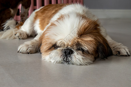 有趣的Shih Tzu狗睡在家里的地板上放松房间姿势房子孩子动物头发眼睛哺乳动物孩子们宠物图片