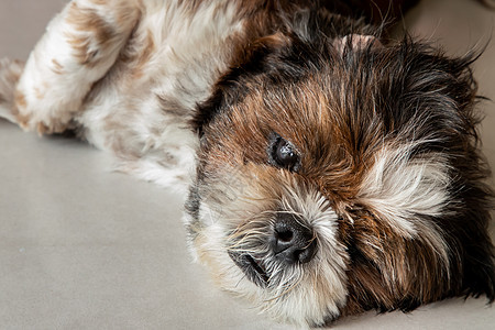 有趣的Shih Tzu狗睡在家里的地板上放松宠物姿势房间犬类睡眠狗屎婴儿动物小狗孩子图片
