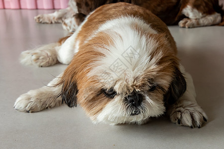 有趣的Shih Tzu狗睡在家里的地板上放松哺乳动物犬类狗屎动物头发房间小狗睡眠婴儿孩子图片