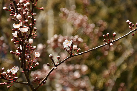 德国野樱花开花季节荒野白色植物群花朵季节性图片