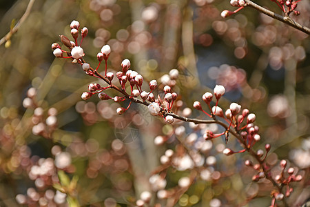 德国野樱花开花白色花朵季节性植物群荒野季节图片