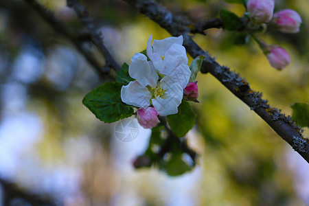 苹果或梨子的美丽的花枝 在春天花园里生长花园季节阳光风景雌蕊蓝色天空水果花瓣图片