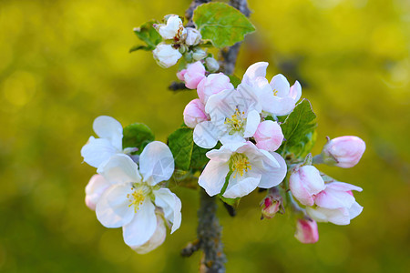 花园里一棵苹果树开花的枝子 春天来临 园圃开花 从冬天起复兴自然农场水果花瓣叶子天空园艺植被植物果园螃蟹图片