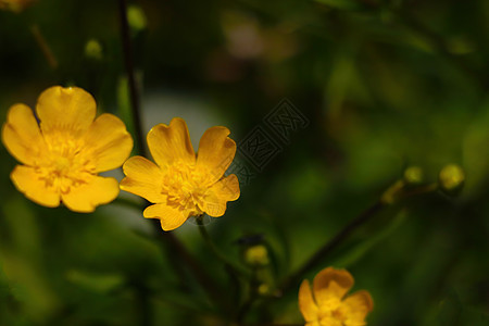 春天在公园里黄花的奶油酱植物学花园植物植物群花朵野花宏观场地季节荒野图片