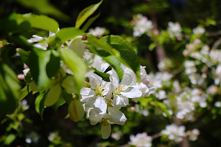 花园里一棵苹果树开花的枝子 春天来临 园圃开花 从冬天起复兴自然植物群公园蓝色农场环境园艺植被农业植物生长图片