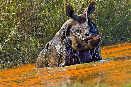 尼泊尔Bardia皇家国家公园 大一角犀牛Rhinoceros哺乳动物旅游生态环境保护自然保护区物种喇叭行为濒危动物群图片