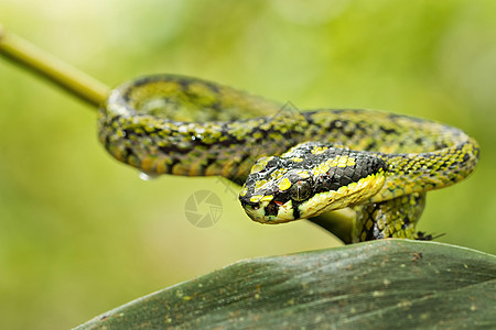 斯里兰卡Sinharaja国家公园雨林 斯里兰卡绿色Pit Viper自然主题生物危险行为动物毒液保护区避难所栖息地图片