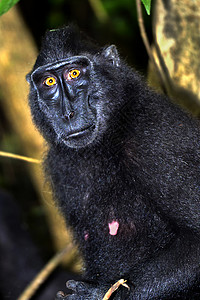 印度尼西亚唐科自然保护区森林旅游避难所旅行行为哺乳动物保护区环境保护多样性环境图片
