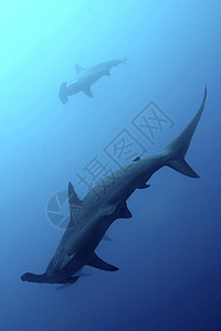 厄瓜多尔加拉帕戈斯国家公园 锤头鲨鱼栖息地动物群环境生态旅游潜艇海洋生物动物荒野动物学珊瑚礁背景图片