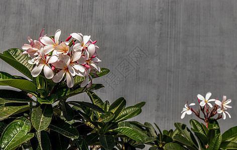 绿叶背景的白色粉红色梅花团Lielawadee花朵Lealafadee温泉气味植物学植物群异国热带花瓣花园生长叶子图片