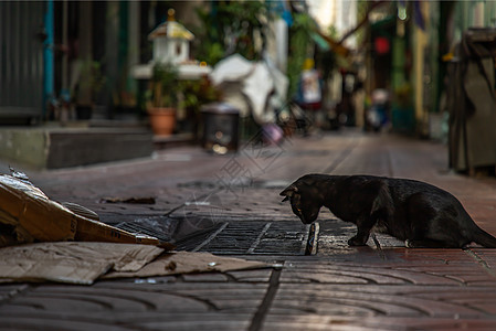 一只黑流浪猫的侧面视角 俯视着巷子里树上的管盖成人胡同城市警觉哺乳动物眼睛街道动物文化毛皮图片