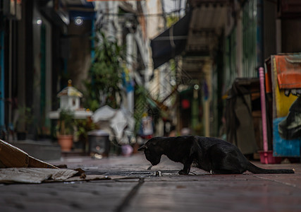 一只黑流浪猫低角度的视角 俯视着巷子里树上的管道盖旅行黑猫哺乳动物街道成人小猫宠物胡同流浪猎人图片