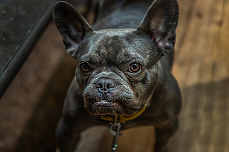 小狗法国斗牛犬 在家里按桌坐在椅子上朋友厚脸眼睛毛皮微笑斗牛犬宠物耳朵快乐注意力图片