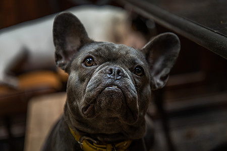 小狗法国斗牛犬 在家里按桌坐在椅子上耳朵犬类毛皮眼睛朋友皱纹动物微笑动物群哺乳动物图片