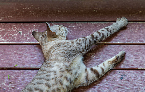 睡在红木地板上的可爱猫咪图片