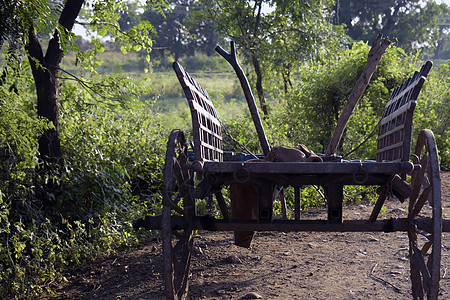 一些老印地安木牛车照片在绿色农场 古色古香的木牛车 生锈的棕色 天空宜人图片