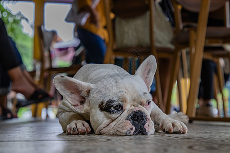 法国斗牛犬在散步后坐下休息厚脸斗牛犬快乐犬类眼睛猎犬朋友哺乳动物宠物皱纹图片