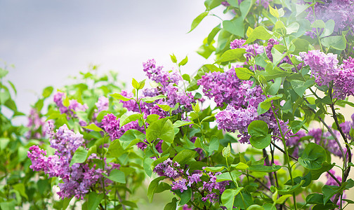 丁香花开 一束美丽的丁香花特写 丁香开花 丁香布什绽放 花园里的丁香花衬套花期植物群粉色蓝色生长植物灌木丛紫色园艺图片